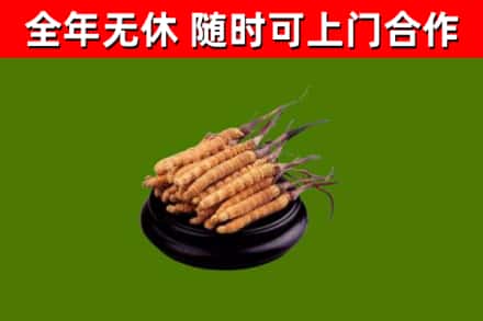 集宁烟酒回收冬虫夏草.jpg