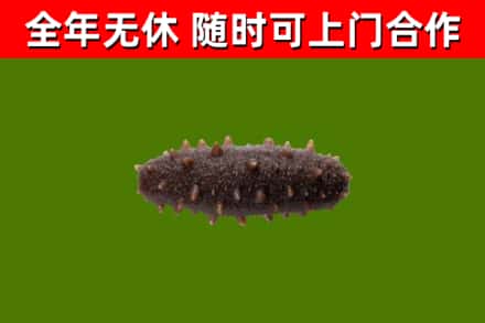 集宁烟酒回收干海参.jpg